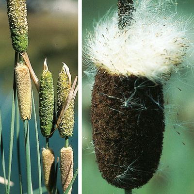 Typha minima Hoppe, © 2022, Konrad Lauber – Flora Helvetica – Haupt Verlag