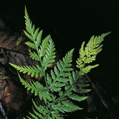 Botrychium virginianum (L.) Sw., © 2022, Konrad Lauber – Flora Helvetica – Haupt Verlag