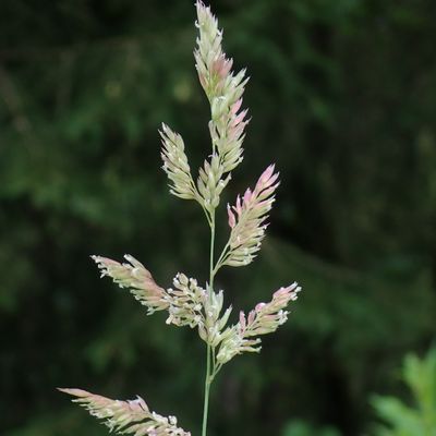 Phalaris arundinacea var. picta L., © Copyright Christophe Bornand