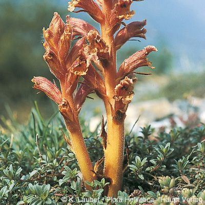 Orobanche alba Willd., © 2022, Konrad Lauber – Flora Helvetica – Haupt Verlag