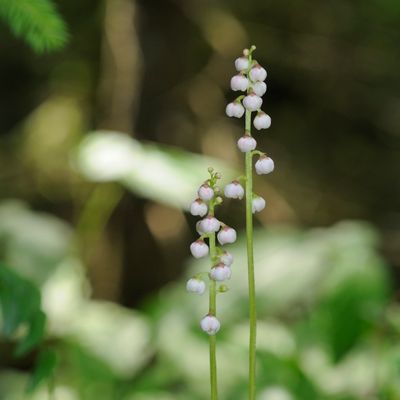 Pyrola minor L., © 2022, Philippe Juillerat