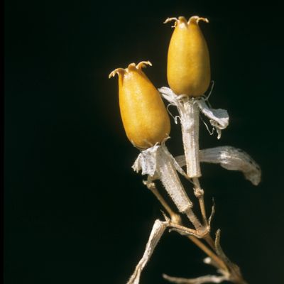 Silene italica (L.) Pers., © Copyright Christophe Bornand