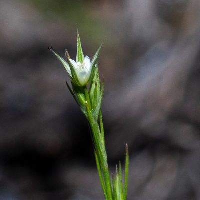 Minuartia rubra (Scop.) McNeill, 8 June 2017, Françoise Alsaker – Caryophyllaceae