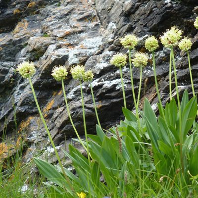 Allium victorialis L., © 2012, Peter Bolliger – Braunwald