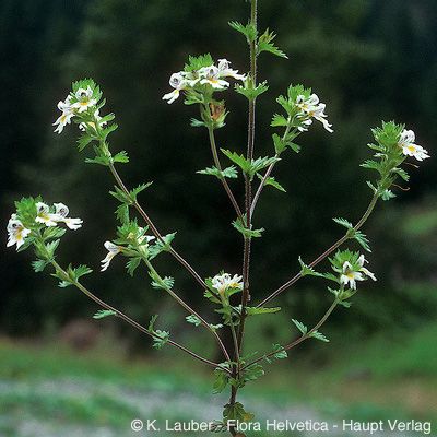 Euphrasia rostkoviana subsp. campestris (Jord.) Wettst., © 2022, Konrad Lauber – Flora Helvetica – Haupt Verlag