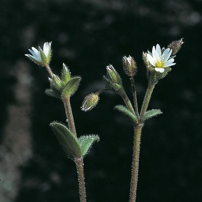 Cerastium pumilum Curtis, © 2022, Konrad Lauber – Flora Helvetica – Haupt Verlag