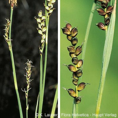 Carex panicea L., © 2022, Konrad Lauber – Flora Helvetica – Haupt Verlag