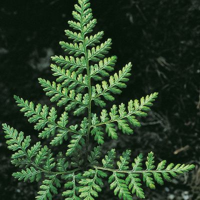 Cystopteris montana (Lam.) Desv., © 2022, Konrad Lauber – Flora Helvetica – Haupt Verlag