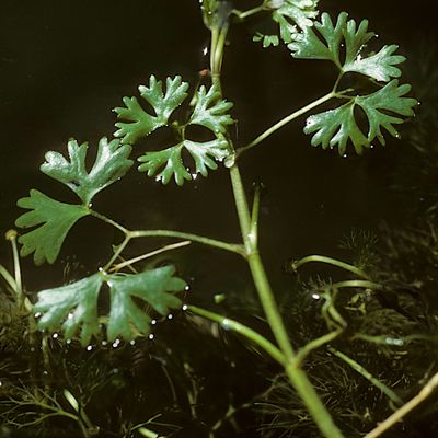 Ranunculus aquatilis L., © Copyright Christophe Bornand