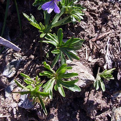 Viola pinnata L., © 2005, H.-P. Wyss