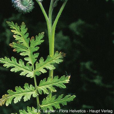Phacelia tanacetifolia Benth., © 2022, Konrad Lauber – Flora Helvetica – Haupt Verlag