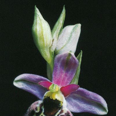 Ophrys holosericea (Burm. f.) Greuter subsp. holosericea, © 2022, Konrad Lauber – Flora Helvetica – Haupt Verlag