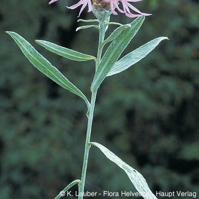 Centaurea jacea subsp. gaudinii (Boiss. & Reut.) Gremli, © 2022, Konrad Lauber – Flora Helvetica – Haupt Verlag