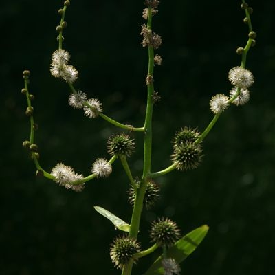 Sparganium erectum L., © Copyright Christophe Bornand