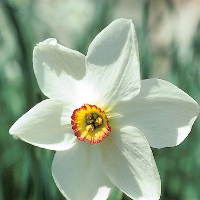 Narcissus poëticus L., © 2022, Konrad Lauber – Flora Helvetica – Haupt Verlag