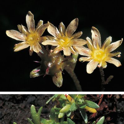 Saxifraga exarata subsp. moschata (Wulfen) Cavill., © 2022, Konrad Lauber – Flora Helvetica – Haupt Verlag