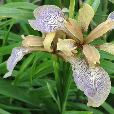 Iris foetidissima L., © Copyright Christophe Bornand