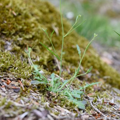 Cardaminopsis arenosa subsp. borbasii (Zapał.) H. Scholz, © 2022, Philippe Juillerat – Kleinlützel, Rotie Flue