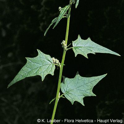 Chenopodium hybridum L., © 2022, Konrad Lauber – Flora Helvetica – Haupt Verlag