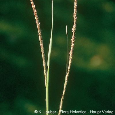 Sporobolus indicus (L.) R. Br., © 2022, Konrad Lauber – Flora Helvetica – Haupt Verlag