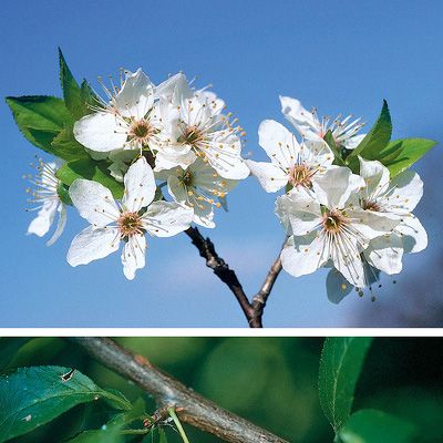 Prunus cerasifera Ehrh., © 2022, Konrad Lauber – Flora Helvetica – Haupt Verlag