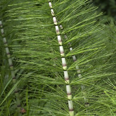 Equisetum telmateia Ehrh., 16 June 2019, © Copyright Françoise Alsaker