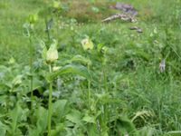 7/10 - © Copyright 2018 Patrice Prunier – IV.5.3.2.2 - Cirsio oleracei-Polygonetum bistortae, Saxeteen CH-BE
