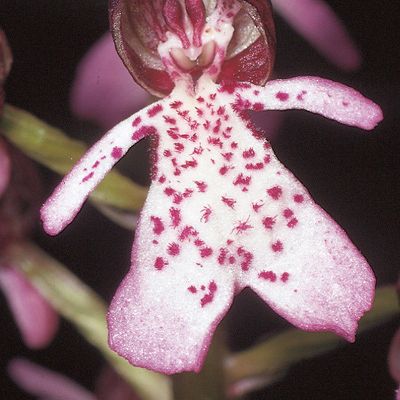 Orchis purpurea Huds., © 2022, Konrad Lauber – Flora Helvetica – Haupt Verlag