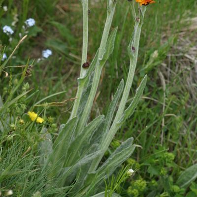 Tephroseris capitata (Wahlenb.) Griseb. & Schenk, © Copyright Christophe Bornand