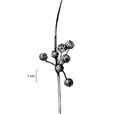 Scirpoides holoschoenus (L.) Soják, 7 January 2021, © 2022, Stefan Eggenberg – Flora Vegetativa - Haupt Verlag