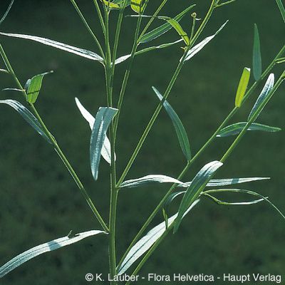 Solidago graminifolia (L.) Salisb., © 2022, Konrad Lauber – Flora Helvetica – Haupt Verlag