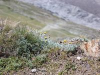 1/5 - © 2013, Patrice Prunier – IV.2.1.3.3 - Artemisio glacialis-Festucetum pumilae, Gornergrat Zermatt CH-Vs