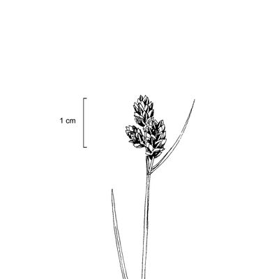 Carex norvegica Retz., 7 January 2021, © 2022, Stefan Eggenberg – Flora Vegetativa - Haupt Verlag