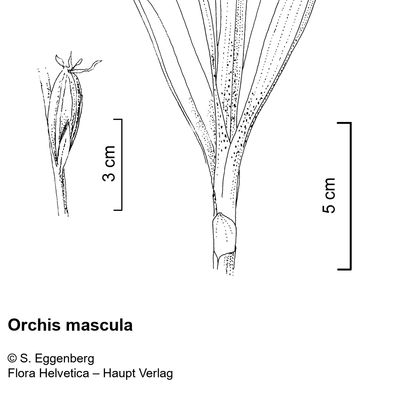 Orchis mascula (L.) L., 2 December 2022, © 2022, Stefan Eggenberg – Flora Vegetativa - Haupt Verlag
