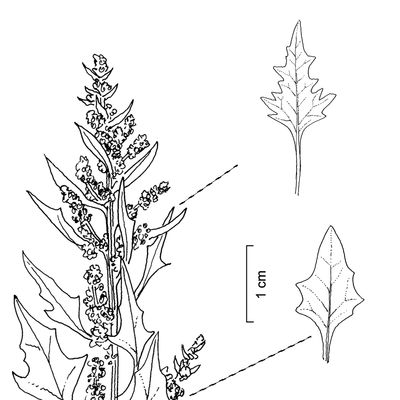 Chenopodium rubrum L., 12 January 2023, © 2022, Stefan Eggenberg – Flora Vegetativa © Haupt Verlag