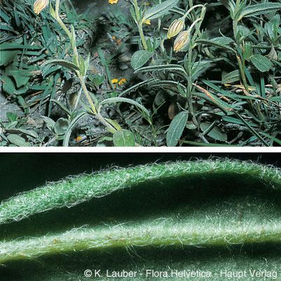 Helianthemum nummularium subsp. tomentosum (Scop.) Schinz & Thell., © 2022, Konrad Lauber – Flora Helvetica – Haupt Verlag