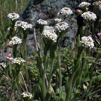 Arabis ciliata Clairv., © 2022, Hugh Knott – Zermatt