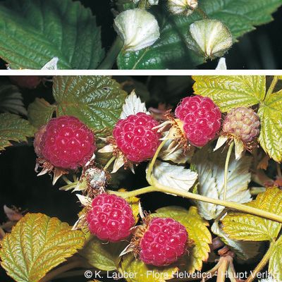 Rubus idaeus L., © 2022, Konrad Lauber – Flora Helvetica – Haupt Verlag