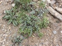 1/4 - © 2013, Patrice Prunier – III.3.1.2.3 - Herniarietum alpinae, Chinischlucht Zermatt CH-Vs