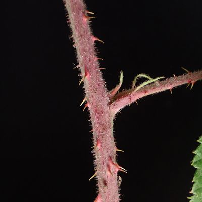 Rubus flaccidifolius P. J. Müll., 25 August 2018, © Copyright Christophe Bornand – OLYMPUS DIGITAL CAMERA         