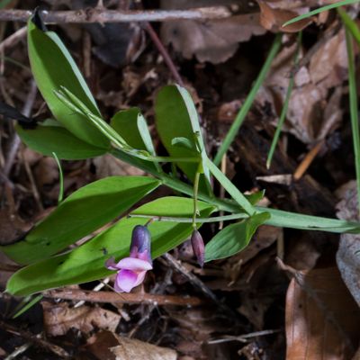 Lathyrus linifolius (Reichard) Bässler, 3 May 2017, Françoise Alsaker – Fabaceae