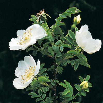 Rosa spinosissima L., © 2022, Konrad Lauber – Flora Helvetica – Haupt Verlag