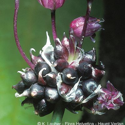 Allium scorodoprasum L., © 2022, Konrad Lauber – Flora Helvetica – Haupt Verlag