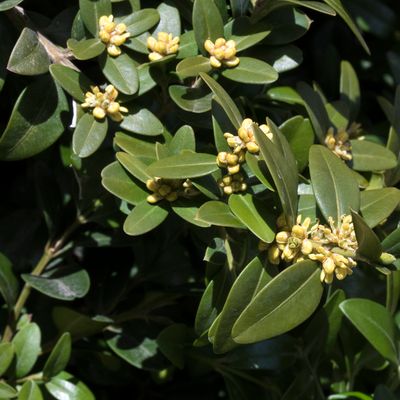 Buxus sempervirens L., 5 April 2018, © Copyright Françoise Alsaker – Buxaceae