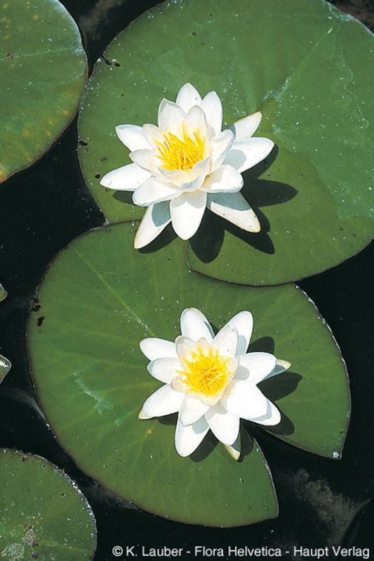 Nymphaea alba L.