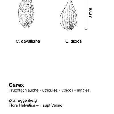 Carex davalliana Sm., 7 January 2021, © 2022, Stefan Eggenberg – Flora Vegetativa - Haupt Verlag