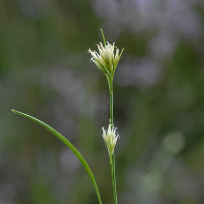 Rhynchospora alba (L.) Vahl, © 2022, Philippe Juillerat – Sous Martel-Dernier