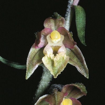 Epipactis microphylla (Ehrh.) Sw., © 2022, Konrad Lauber – Flora Helvetica – Haupt Verlag