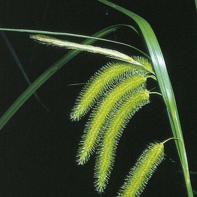 Carex pseudocyperus L., © 2022, Konrad Lauber – Flora Helvetica – Haupt Verlag