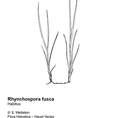 Rhynchospora fusca (L.) W. T. Aiton, 2 December 2022, © 2022, Stefan Eggenberg – Flora Vegetativa - Haupt Verlag